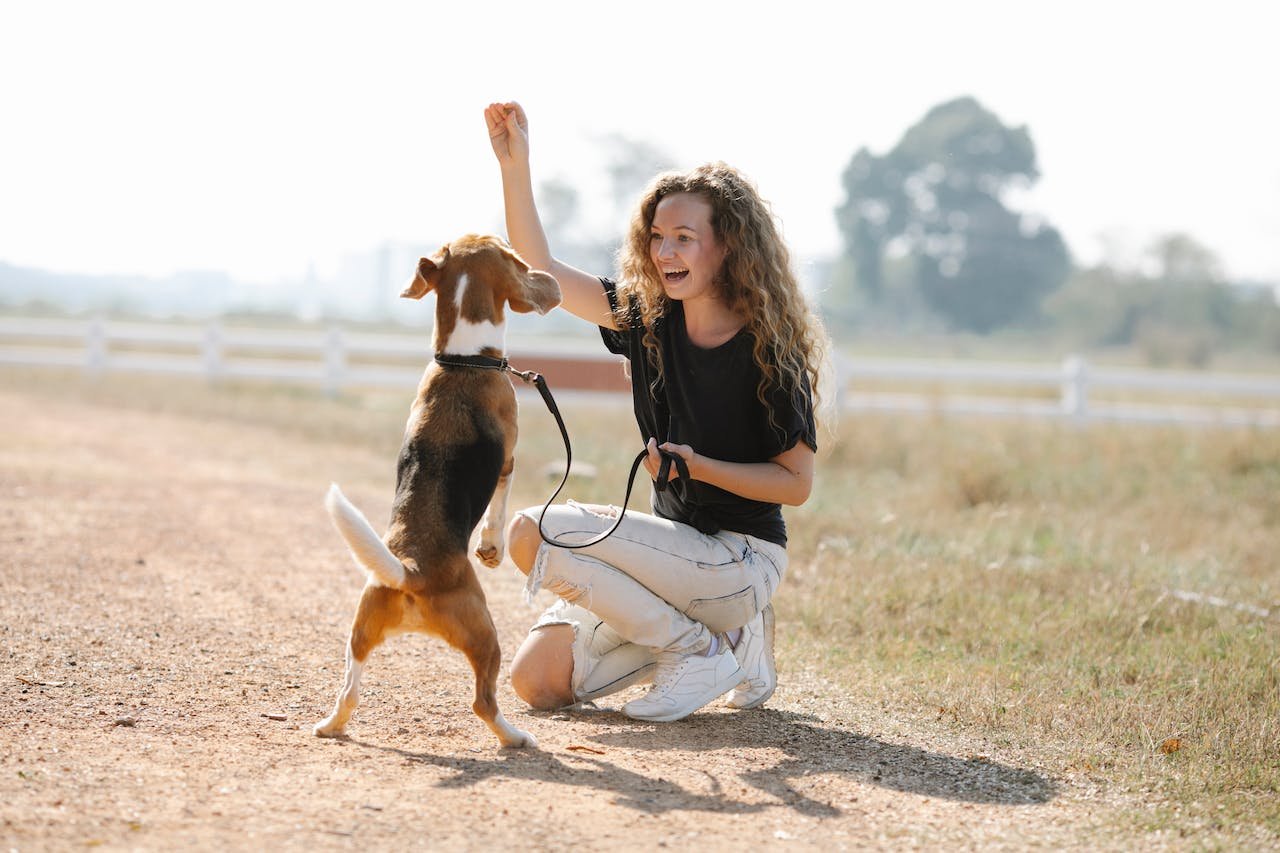12 Useful Tips for Dog Training
